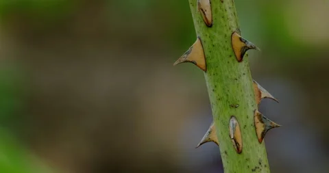 The thorns on the stem of the rose Stock Footage 132361683