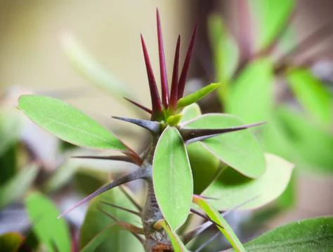 Thorns of succulent Foto stock
