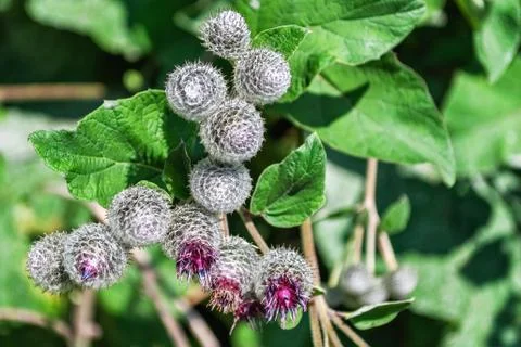 Thorns of thistles. Stock Photos
