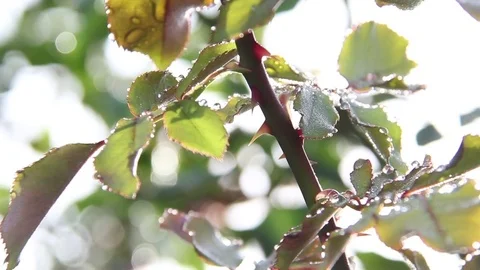 THORNS TILT 01 Stock Footage 84653597