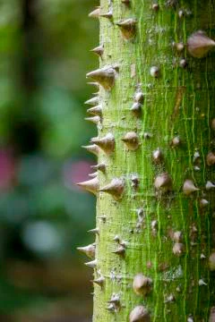 Thorns on tree Stock Photos