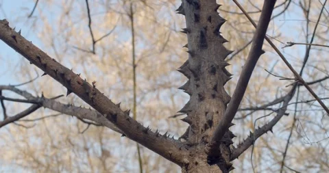 Thorns on the tree.The trees were full of thorns.Dry trees on the mountain. Stock Footage 266441108