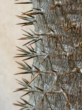 Thorns on a tree trunk with sharp pointed spikes and textured bark, suitabl.. Stock Photos