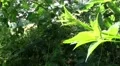 Thorny branch of wild raspberry bush HD Footage