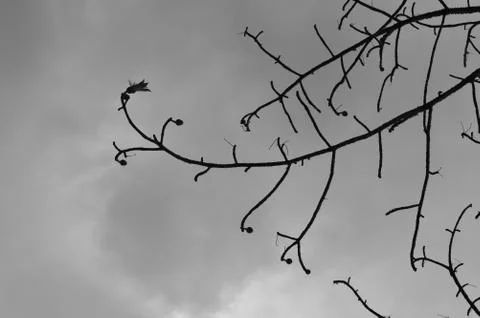 Thorny branches against cloudy background Stock Photos