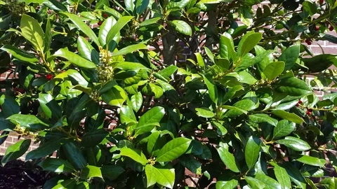 Thorny Bush up close 스톡 동영상 73347445