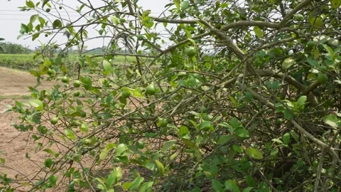 Thorny Bush Stock-Footage 333963262