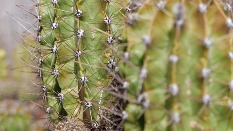 Thorny cactus Stock Footage 109276598
