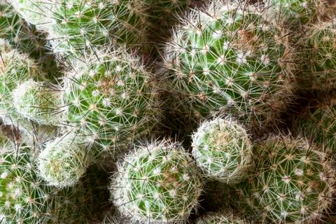 Thorny cactus Stock Photos