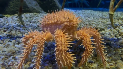 Thorny crab isolated beneath legs of king crabs 스톡 동영상 98408853