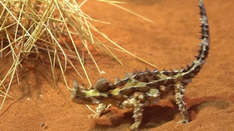 Thorny devil also known as moloch and thorny dragon walking on red sand in .. Stock Footage 337777665