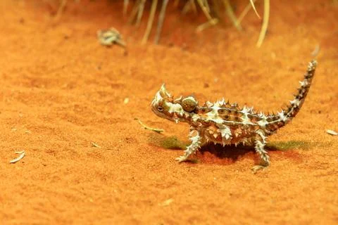 Thorny devil at desert Stock Photos