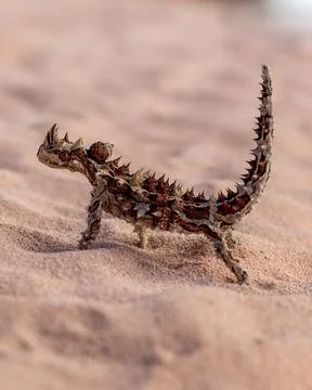Thorny Devil lizard walking over sand Photos