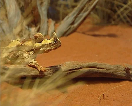 Thorny devil (Moloch horridus) in red desert landscape - side view. Stock Footage 32163181