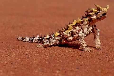 Thorny devil Stock Photos