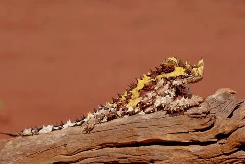 Thorny devil Stock Photos
