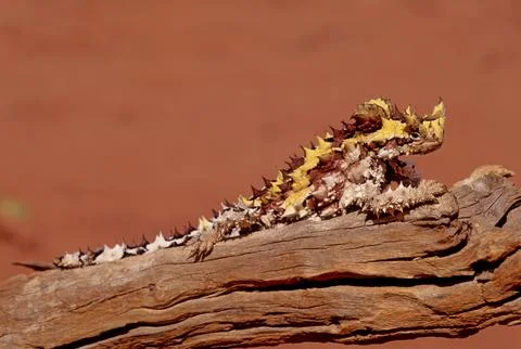 Thorny devil Stock Photos