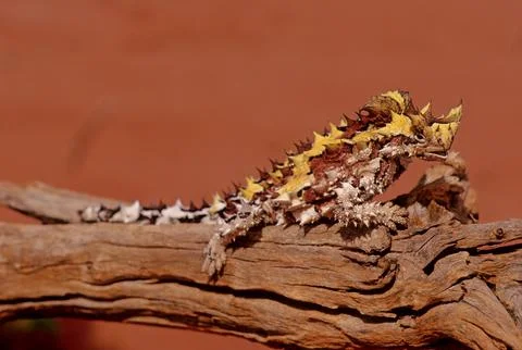 Thorny devil Stock Photos