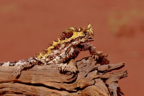 Thorny devil Stock Photos