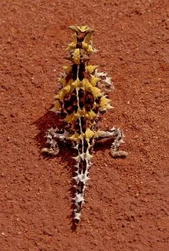 Thorny devil Stock Photos