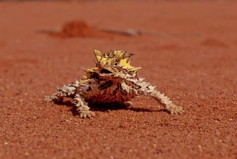 Thorny devil Stock Photos