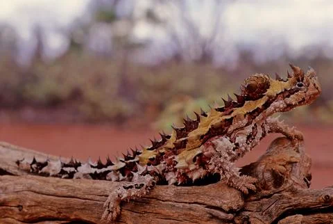 Thorny devil Stock Photos