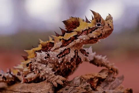 Thorny devil Stock Photos