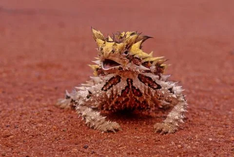 Thorny devil Stock Photos