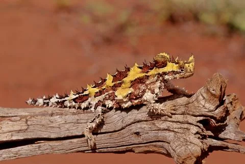 Thorny devil Stock Photos