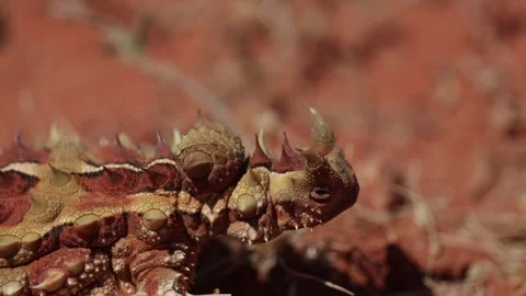 Thorny Devil on red sand in the outback close up Vídeos de archivo 329665419