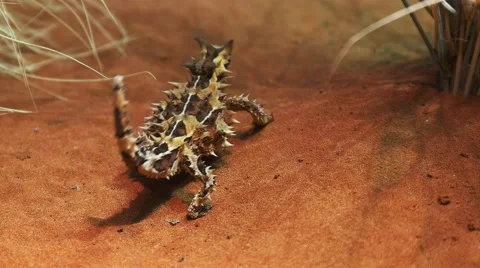 Thorny devil on sand dune Vidéo 52227812