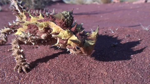 Thorny Devil stand in the outback on red sand on a hot day Stock Footage 56954602