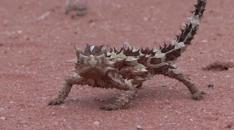 Thorny Devil stand on sand looking around Stock Footage 57235982