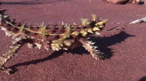 Thorny Devil walk in the outback on red desert sand on a sunny day Stock Footage 56954632