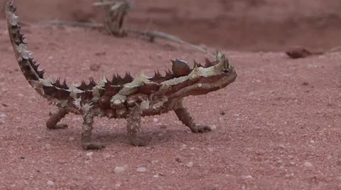 Thorny Devil walk on sand Stock Footage 57236311