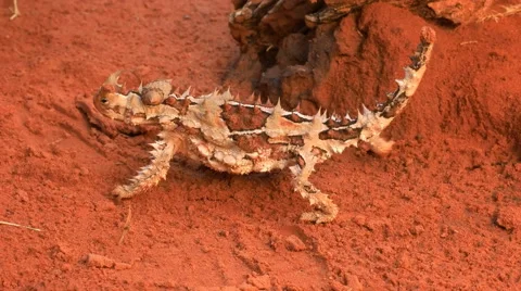 Thorny dragon walking Stock Footage 52100176