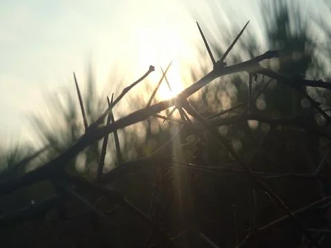 Thorny dusk Stock Photos