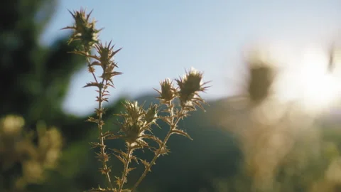 Thorny Flower at sunset light Stock Footage 248164396