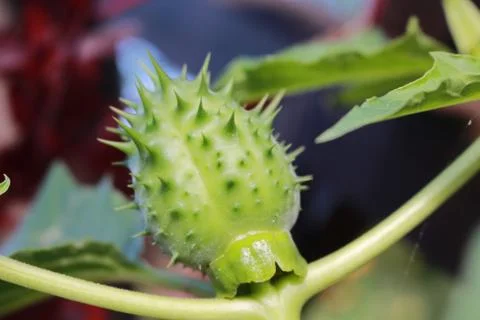 Thorny fruit Stock-Fotos