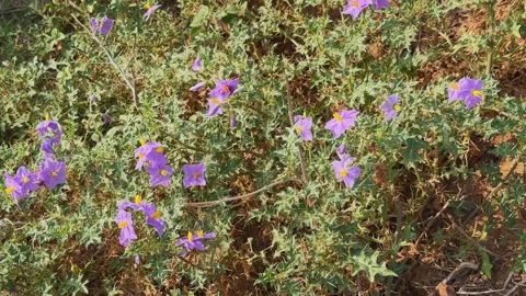 Thorny Nightshade Wildflower Patch in Bloom Stock Footage 337437819
