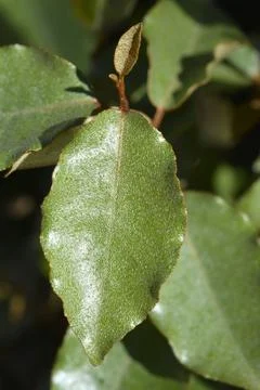 Thorny olive Stock Photos