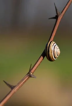 Thorny path Stock Photos