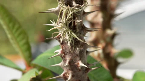 A thorny plant stem with sharp spikes and green leaves in natural light Stock-Footage 333936937
