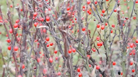 Thorny red berry bush in the cold winter - Fast transition Stock Footage