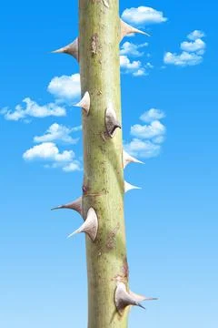 Thorny Rose Stem Stock Photos