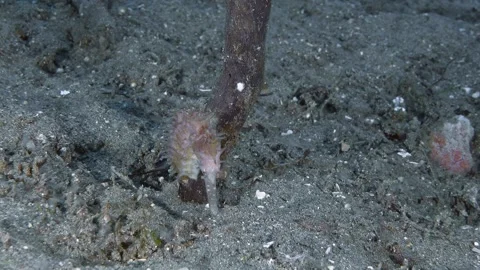 Thorny Seahorse Stock Footage 343801152