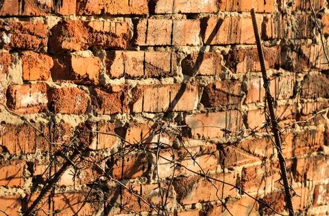 Thorny shadows Stock Photos