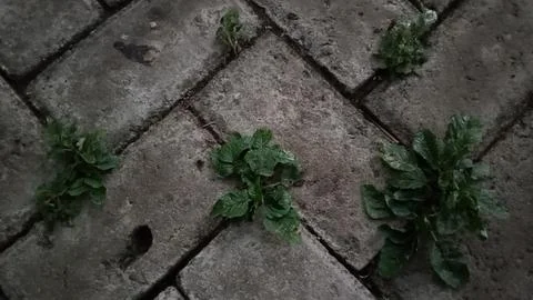 Thorny spinach Stock Photos