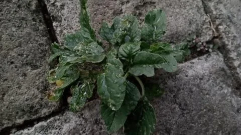 Thorny spinach Foto stock
