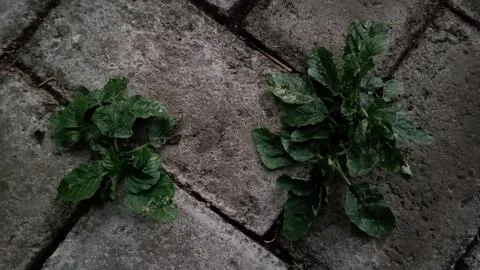 Thorny spinach Foto stock
